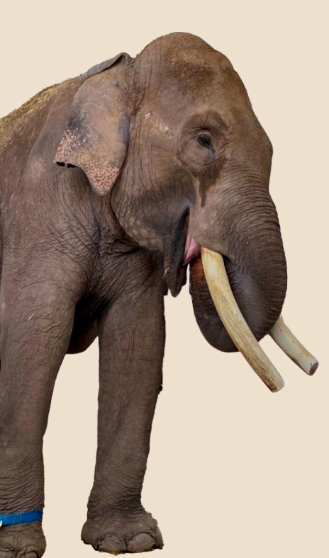 Áreas de trabajo Ostok