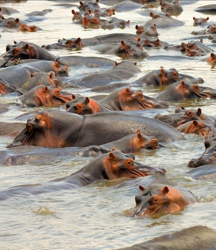 Rescate Hipopótamos Pablo Escobar